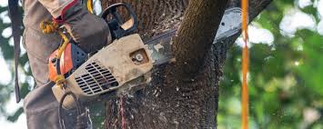 How Our Tree Care Process Works  in  Newellton, LA